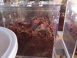 G sp formosa and albino roach