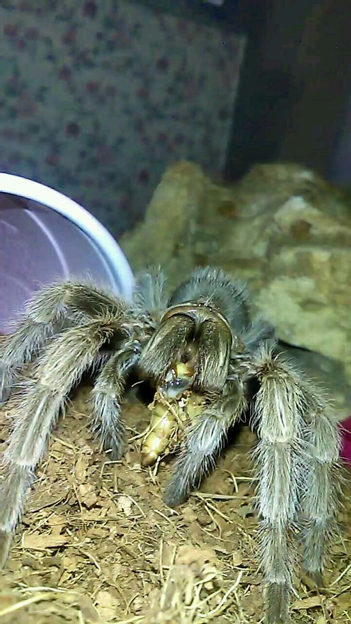 G. Sp North