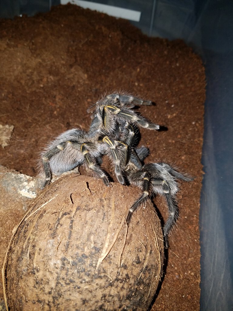 G_pulchripes_pairing.jpg