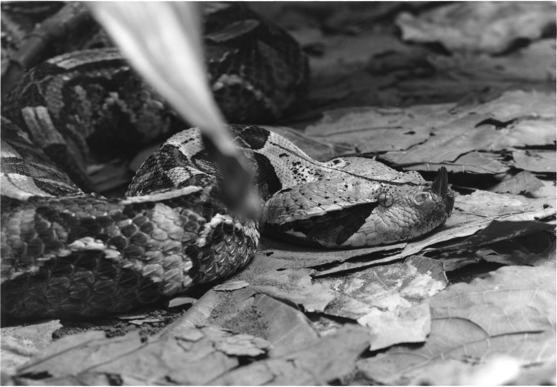 Gaboon Viper.jpg