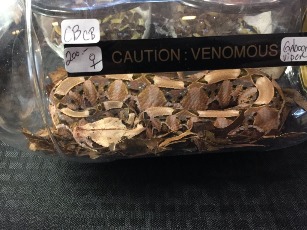 Gaboon Viper