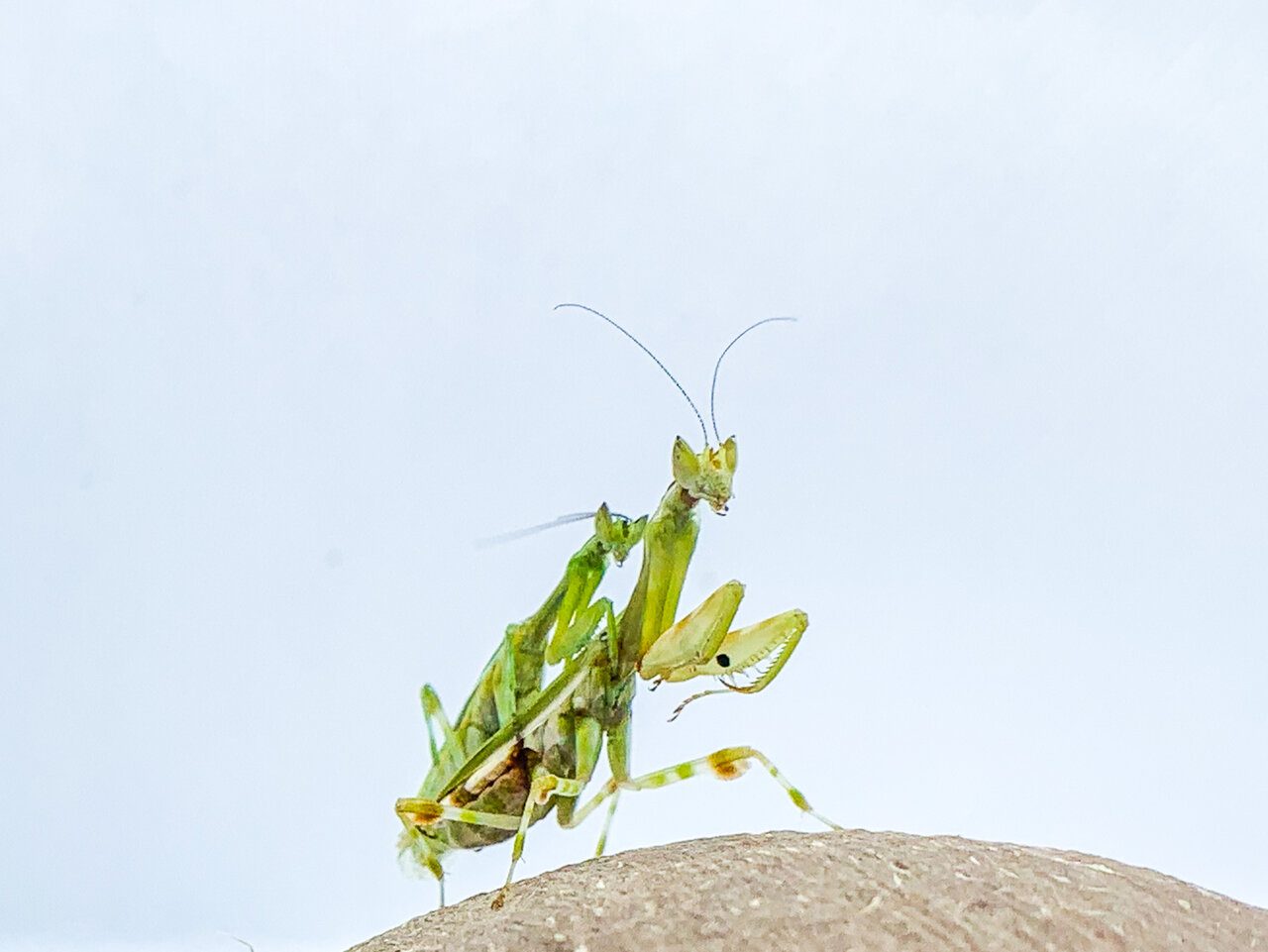 Galinthias amoena mating pair