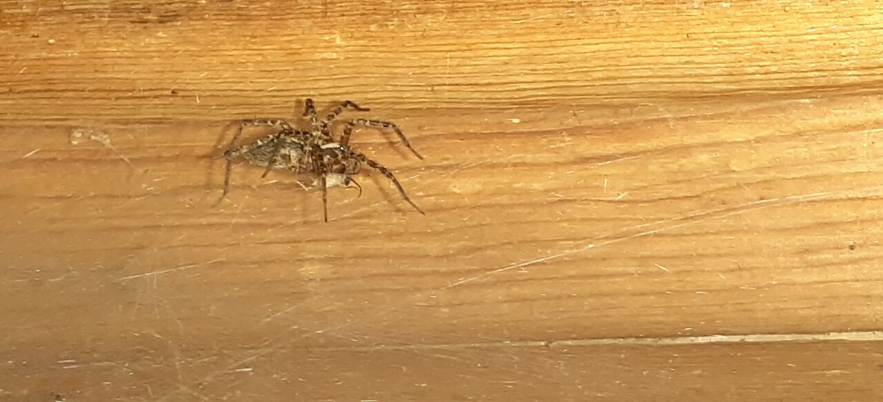 Garage spider feeding