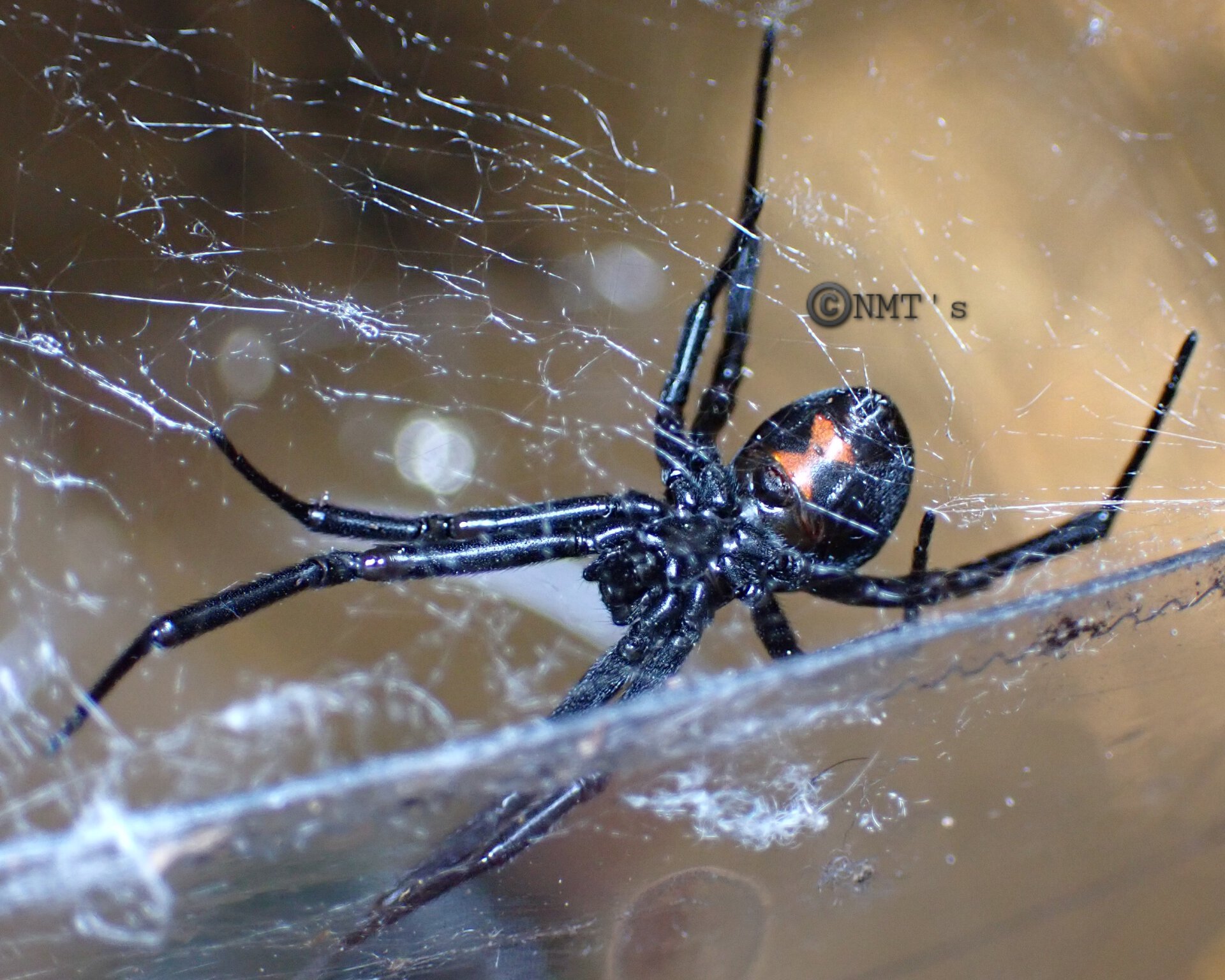 Garage visitor...