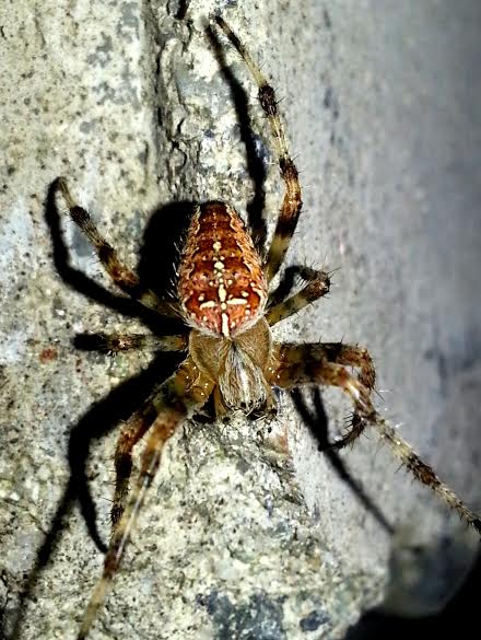 Garden Orb Weaver