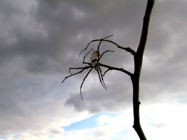 Garden Orb Weaver