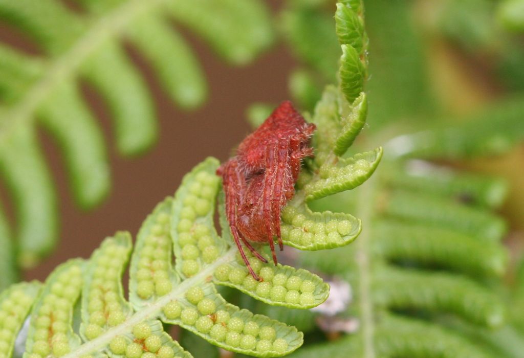 Garden Spiders