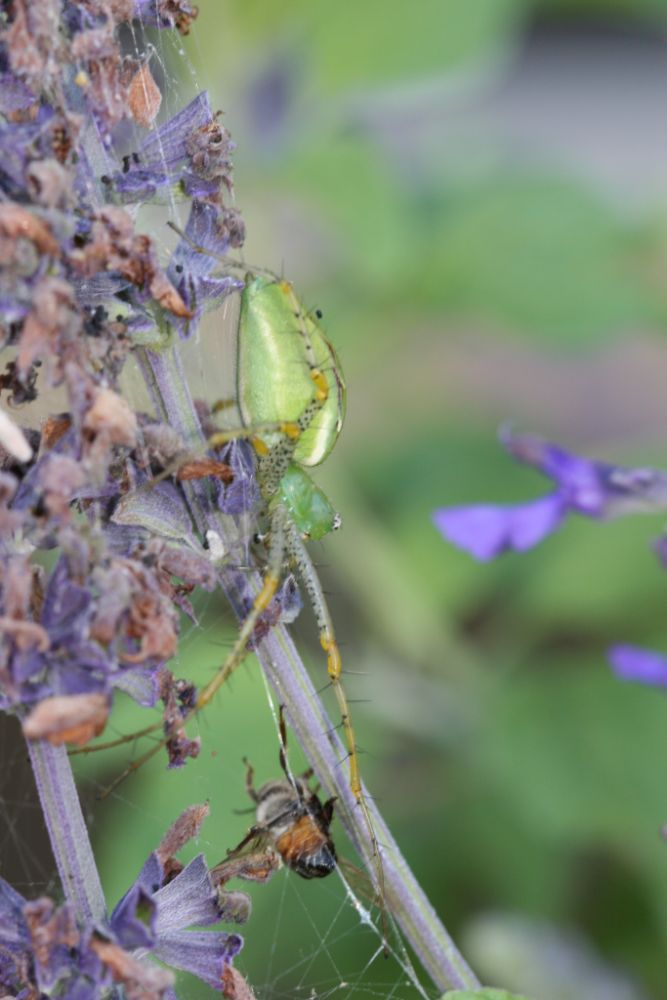 Garden Spiders