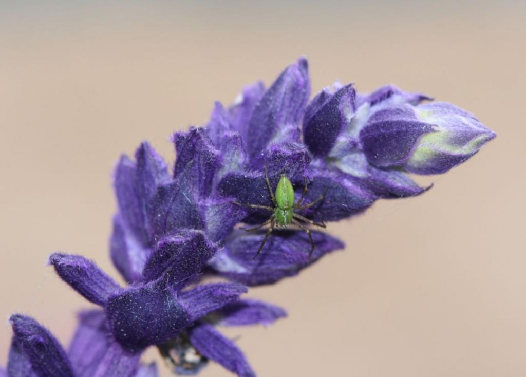 Garden Spiders