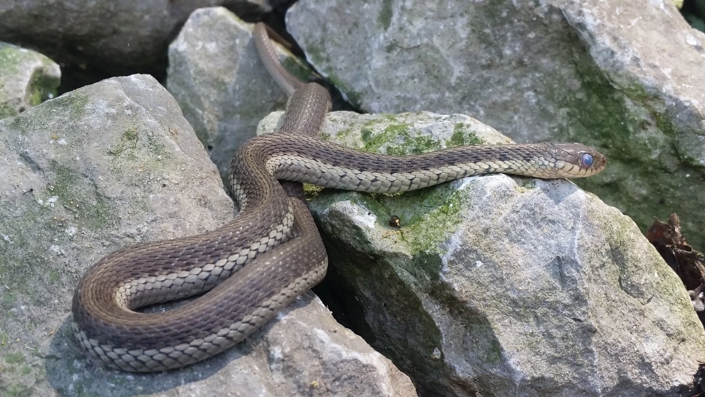 Garter Snake