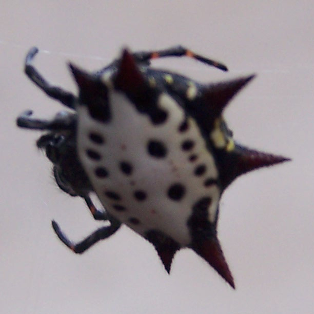 Gasteracantha cancriformis