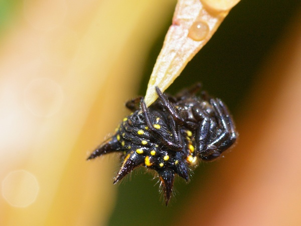 Gasteracantha Minax  ( Jewelled Spider )