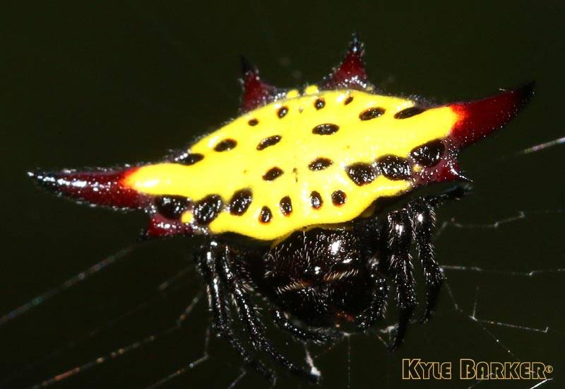 Gasteracantha-sauteri.jpg