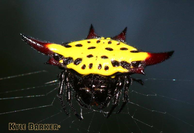 Gasteracantha-sauteri1.jpg