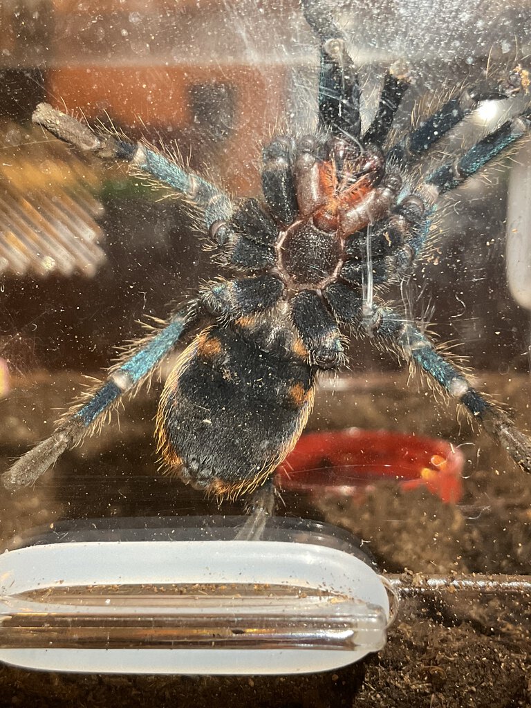 GBB 1/2