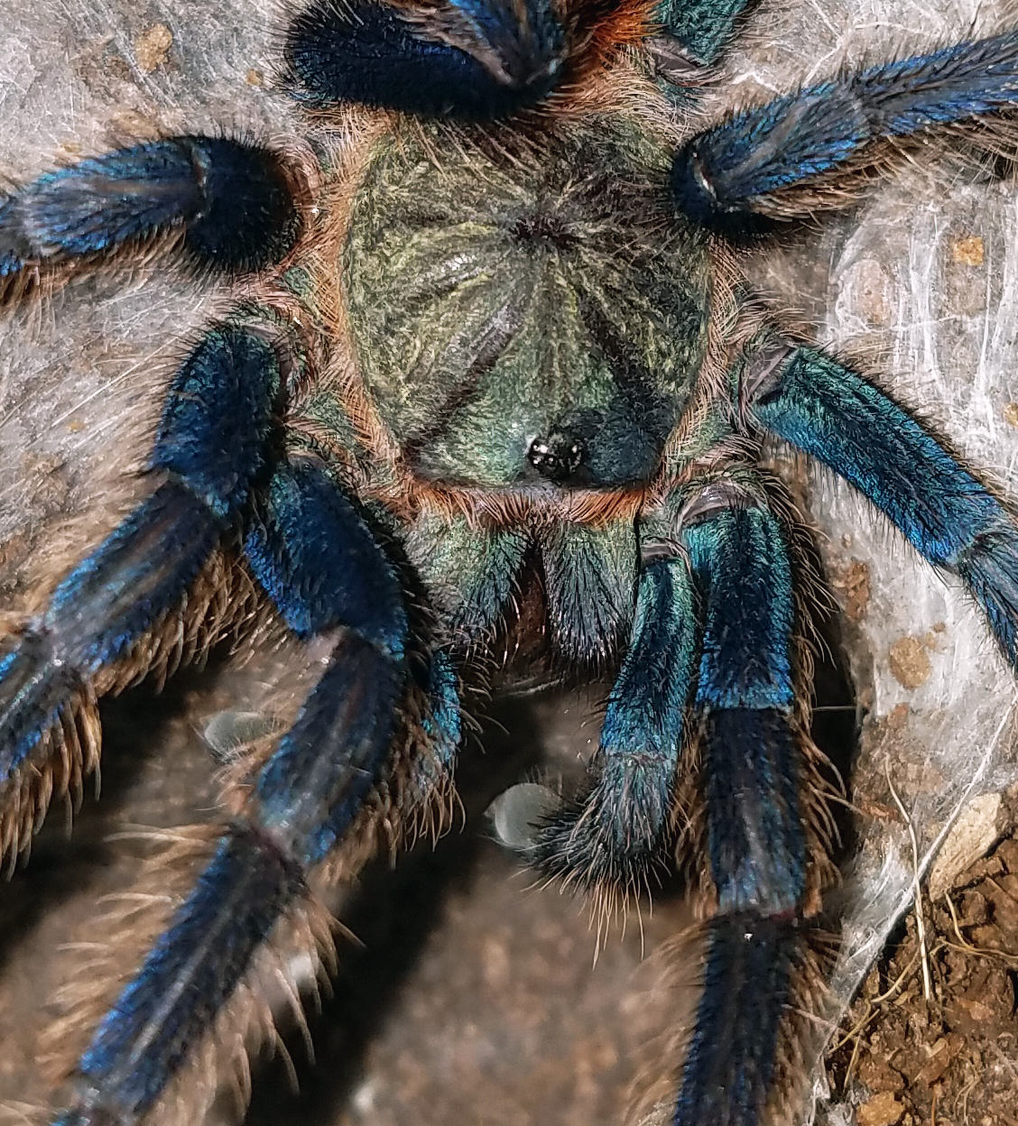 GBB#1