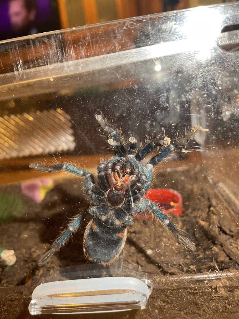 GBB 2/2