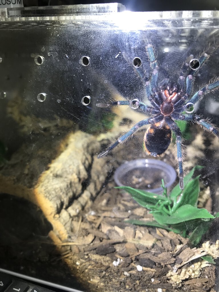 GBB 2 inches