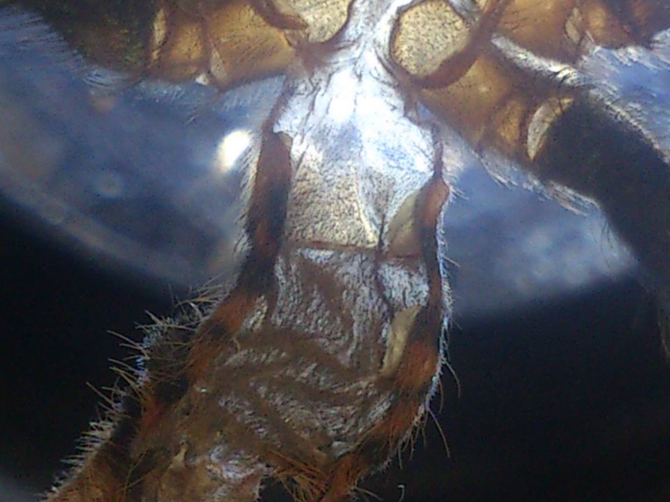 GBB 2