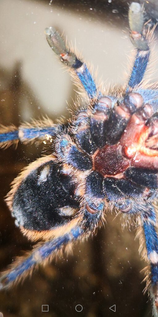 Gbb 3'' ventral female