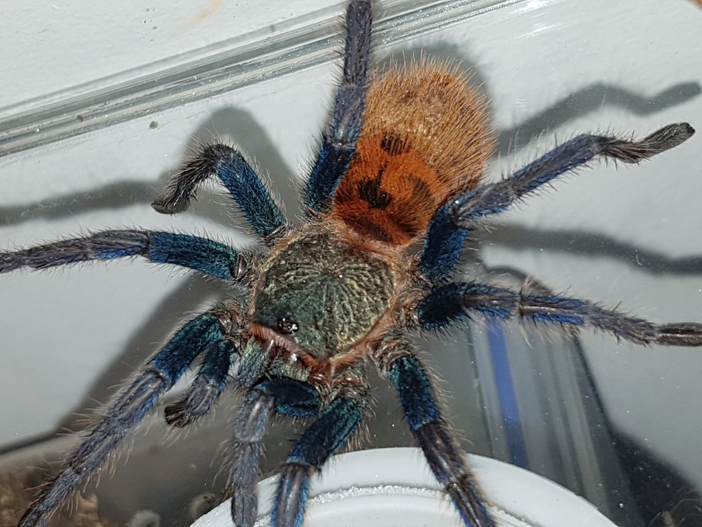GBB au naturale