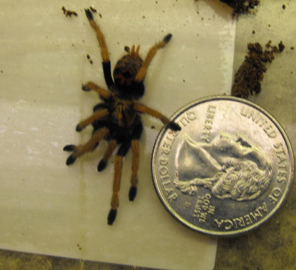 GBB babies for sale
