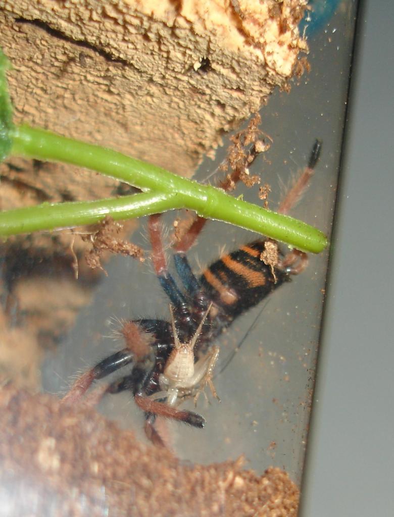 Gbb Carrying Cricket