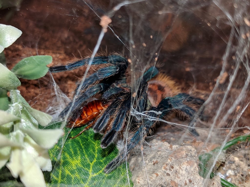 Gbb eating Redrunner