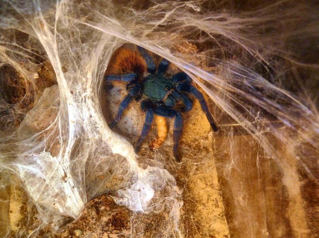 Gbb eating superworm