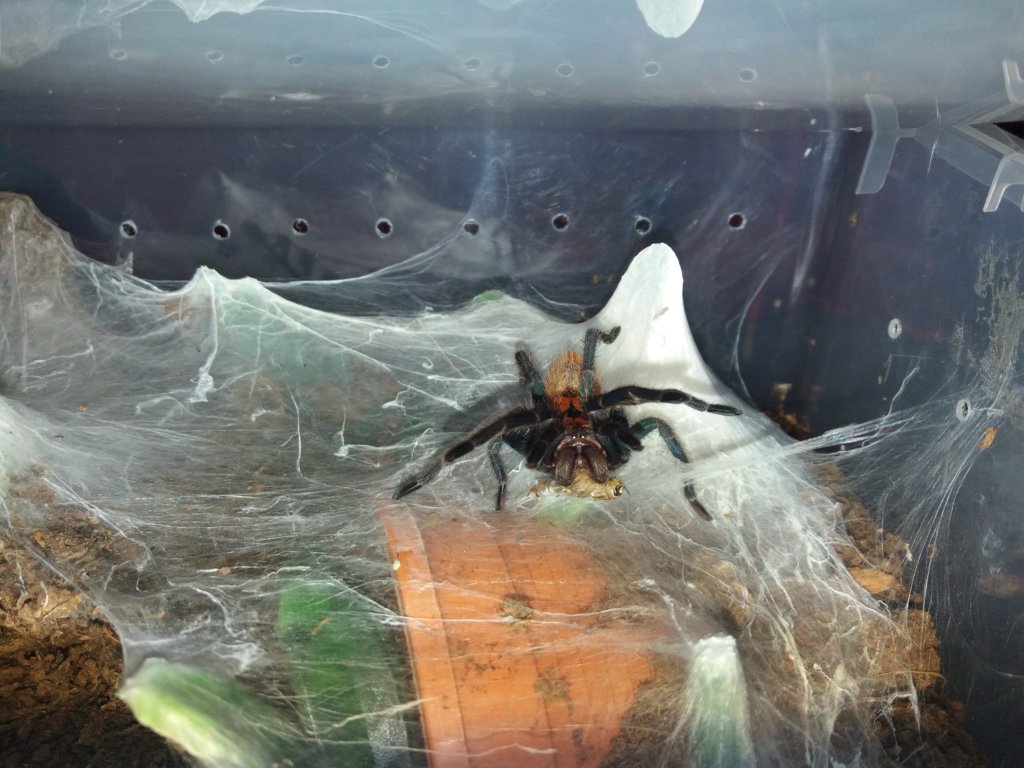 GBB enjoying cricket in threat posture