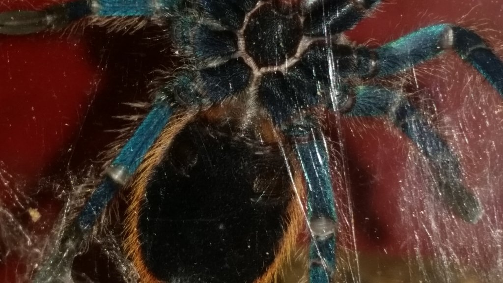 GBB - fembot?