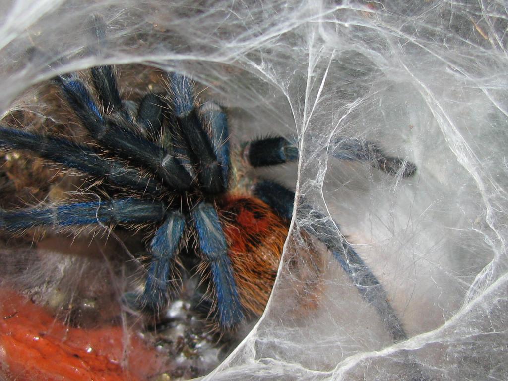 GBB Freshly Molted (Chromatopelma cyaneopubescens)