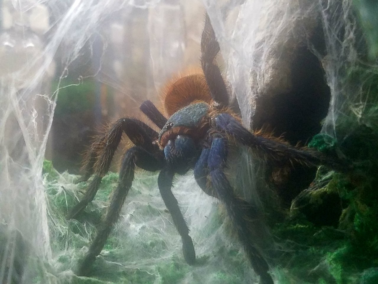 Gbb hunting