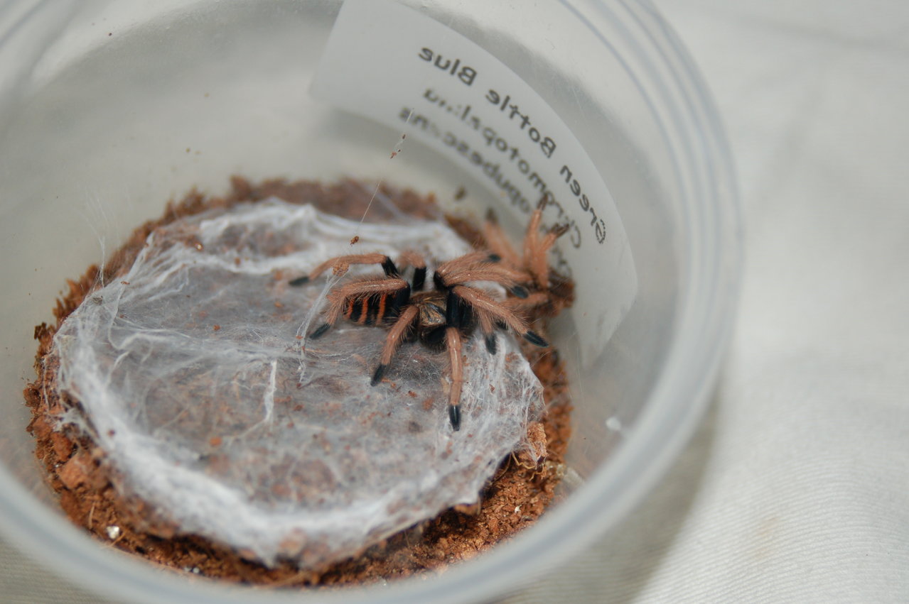 GBB Just Molted (6/2/16)