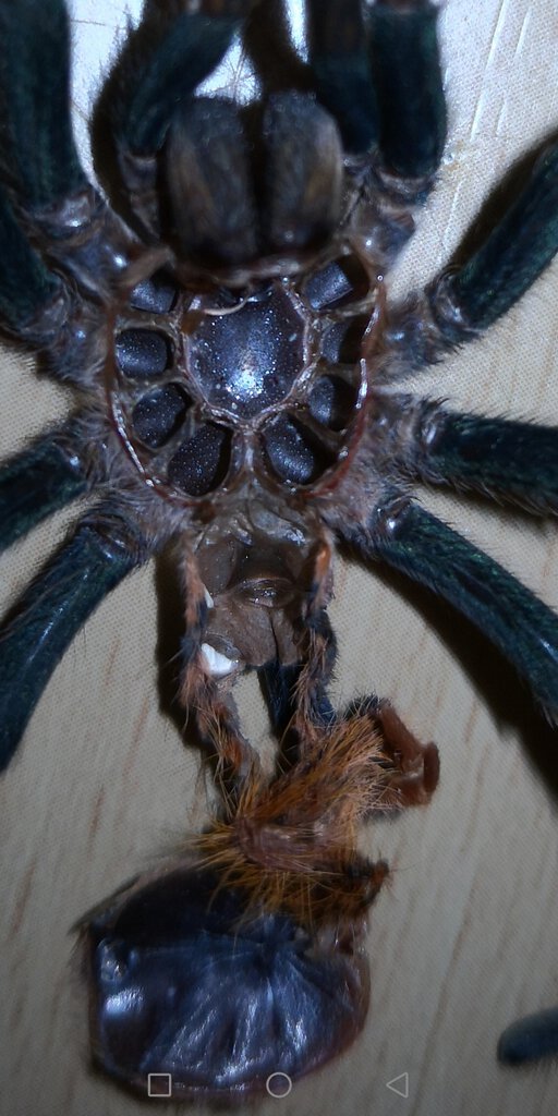 Gbb juvenile 2''