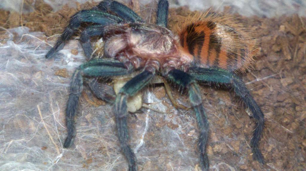 GBB juvenile