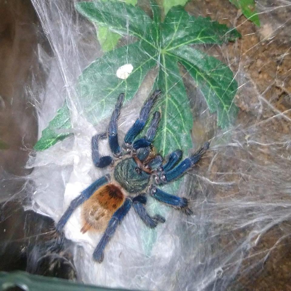 GBB Juvenile