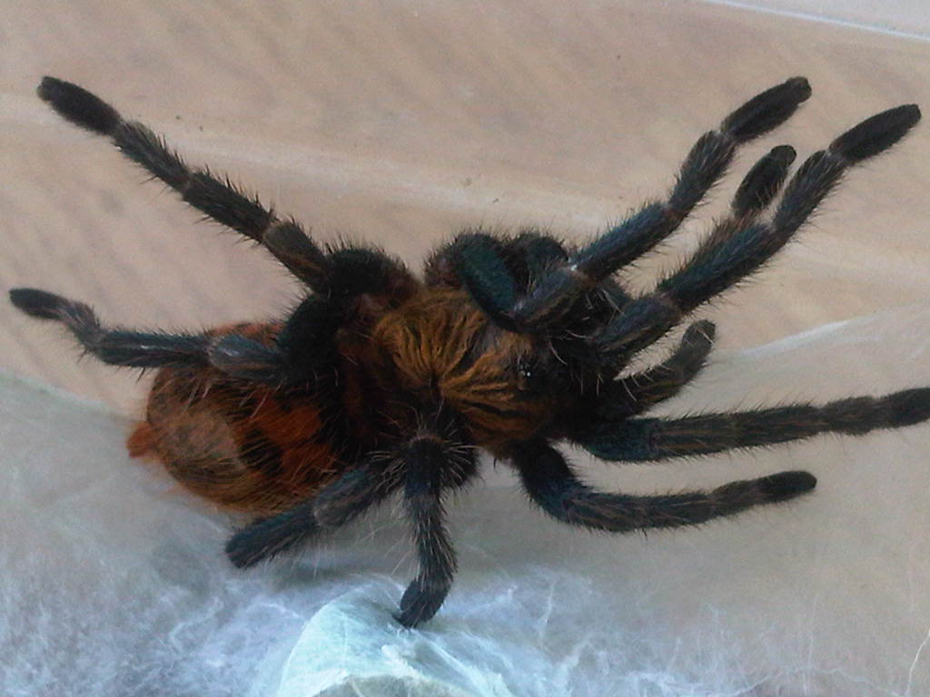 GBB Juvi post molt blue legs