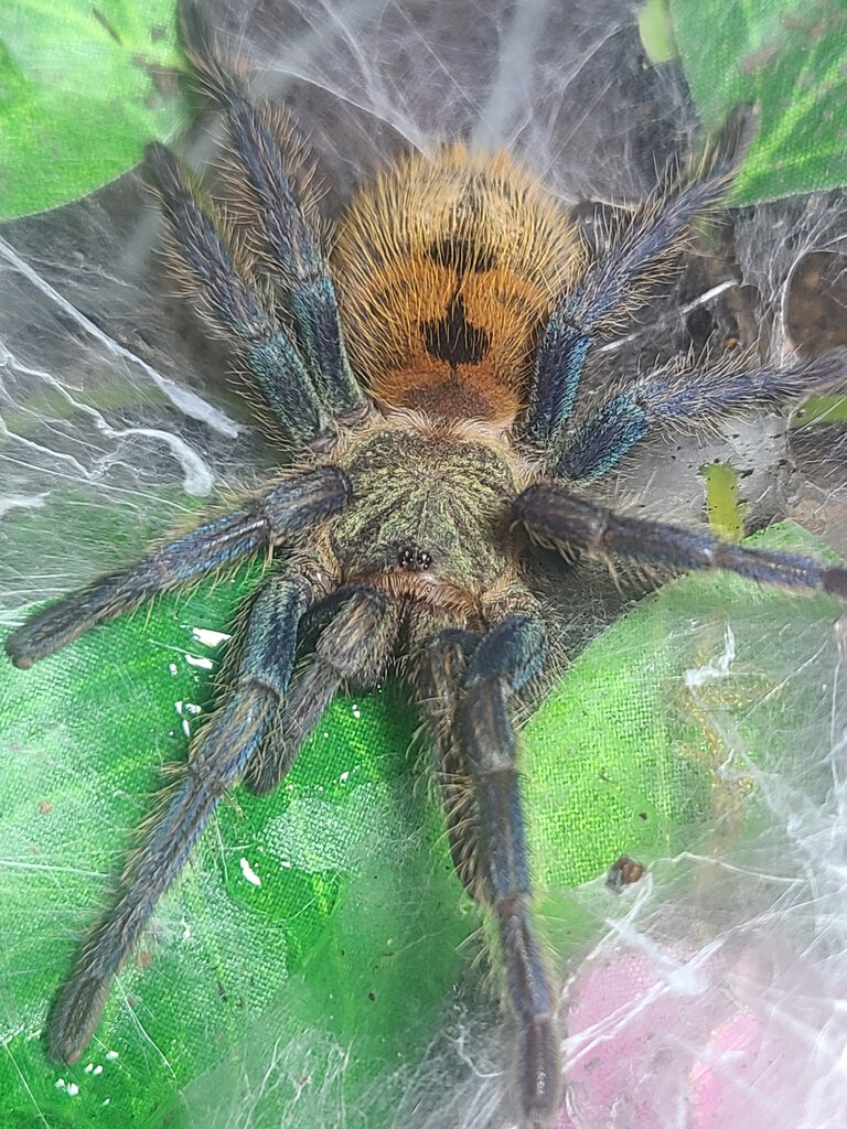 GBB juvie getting a drink