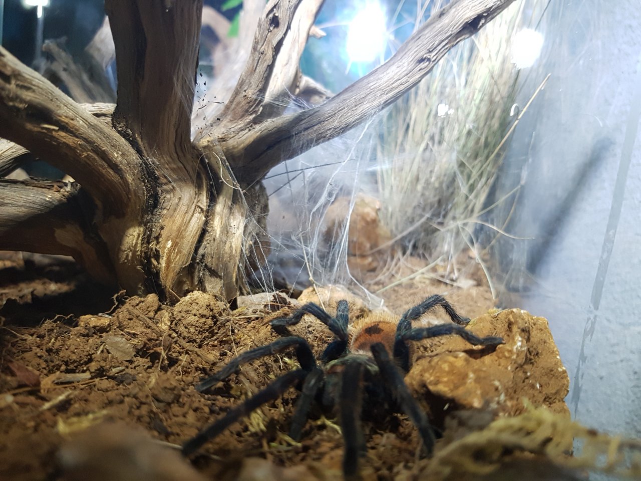 GBB kingdom