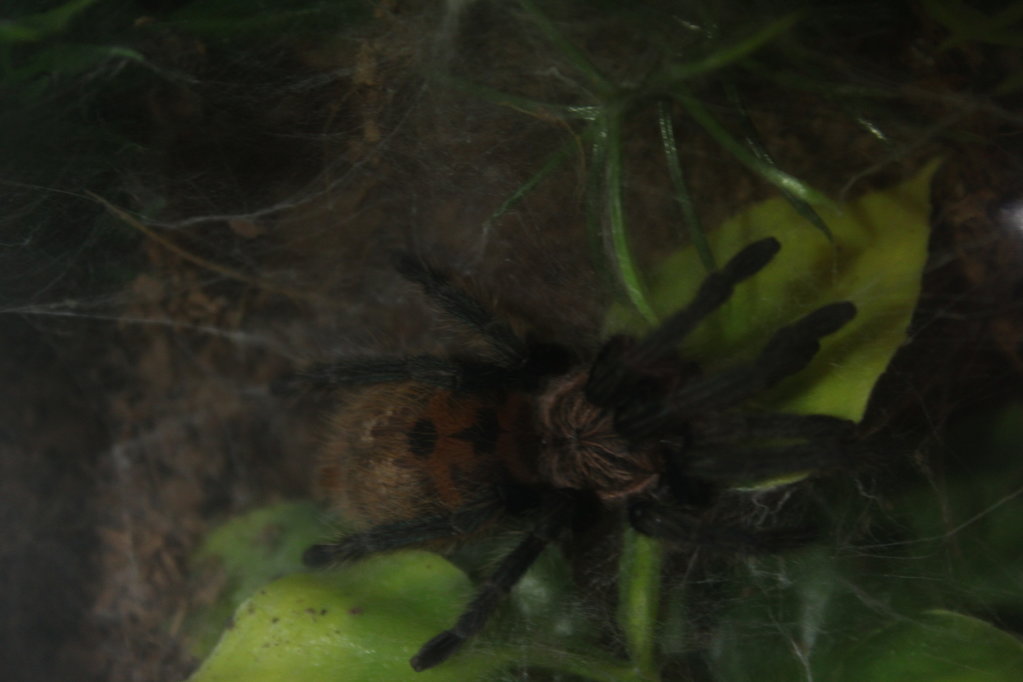 GBB M July 17 2017