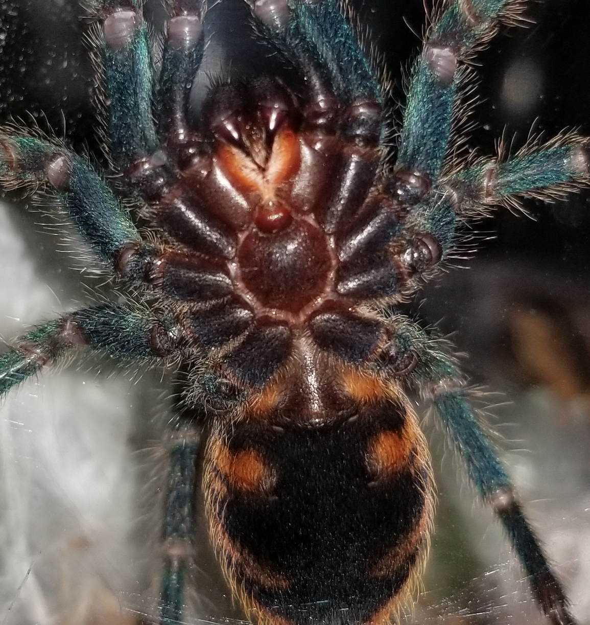 GBB M or F?