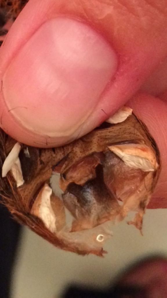 Gbb, male? I don't think so.