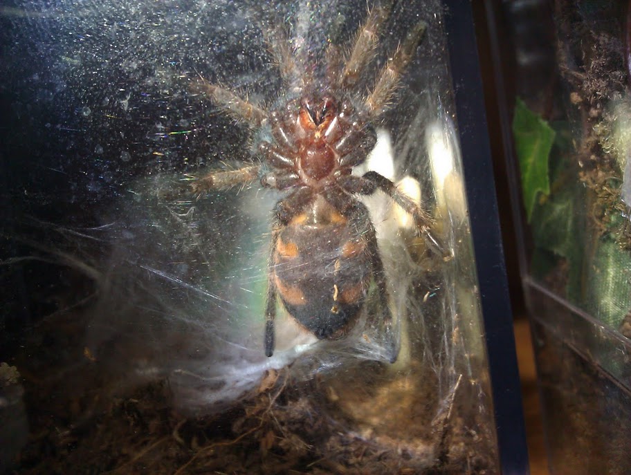 Gbb - Male Or Female?