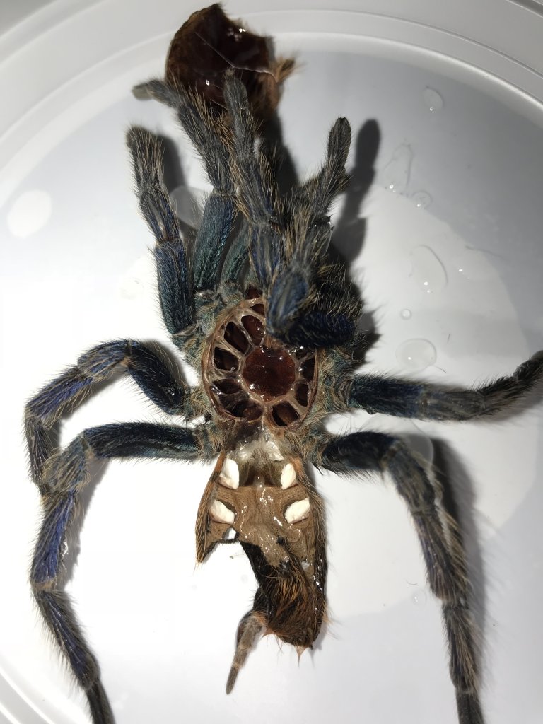 Gbb MALE or FEMALE
