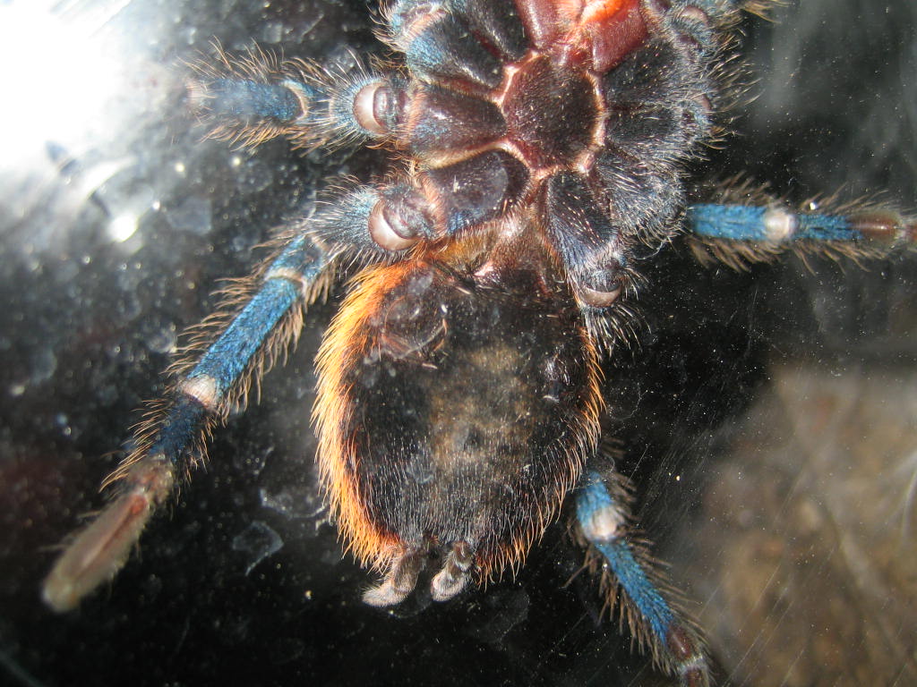 GBB male or female?