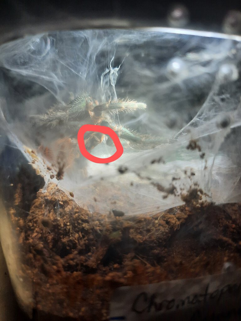 Gbb molt.... Female?