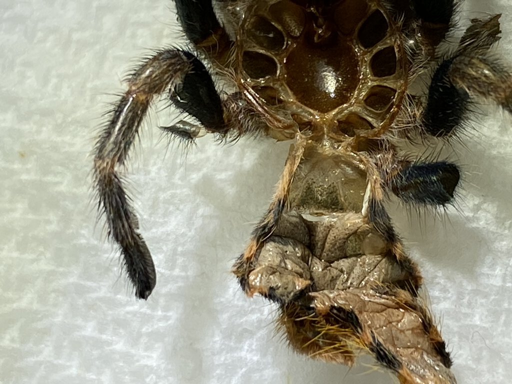 GBB molt male or female?