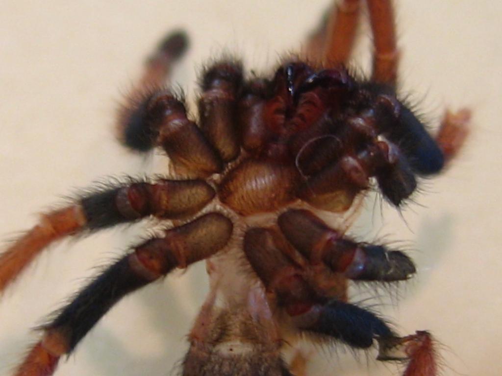 GBB Molt , Male or Female?