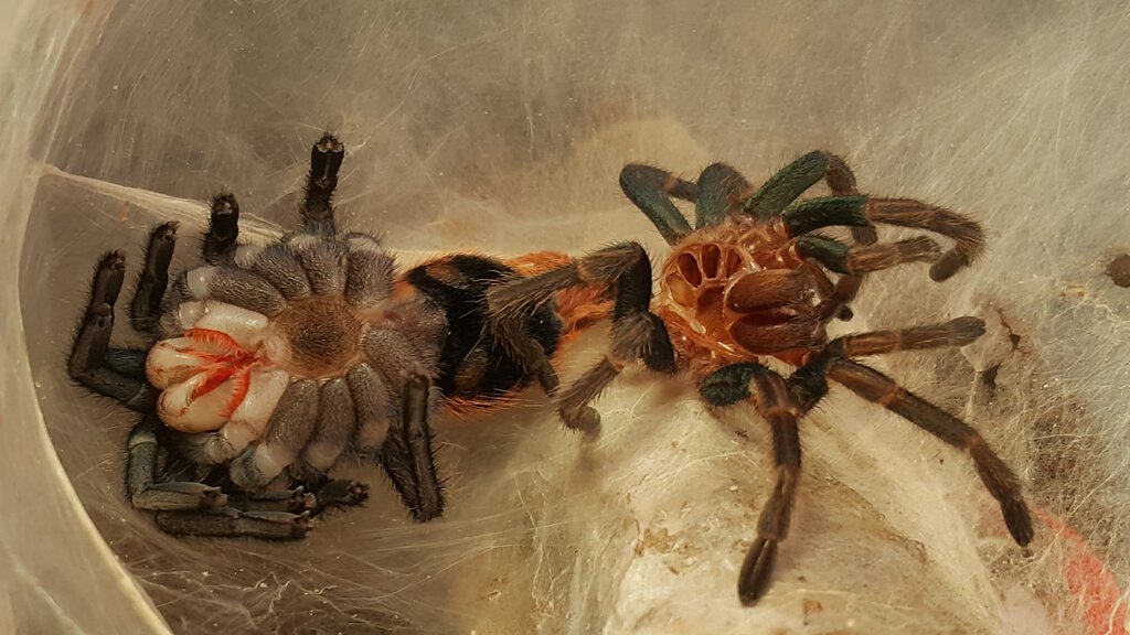 GBB molted